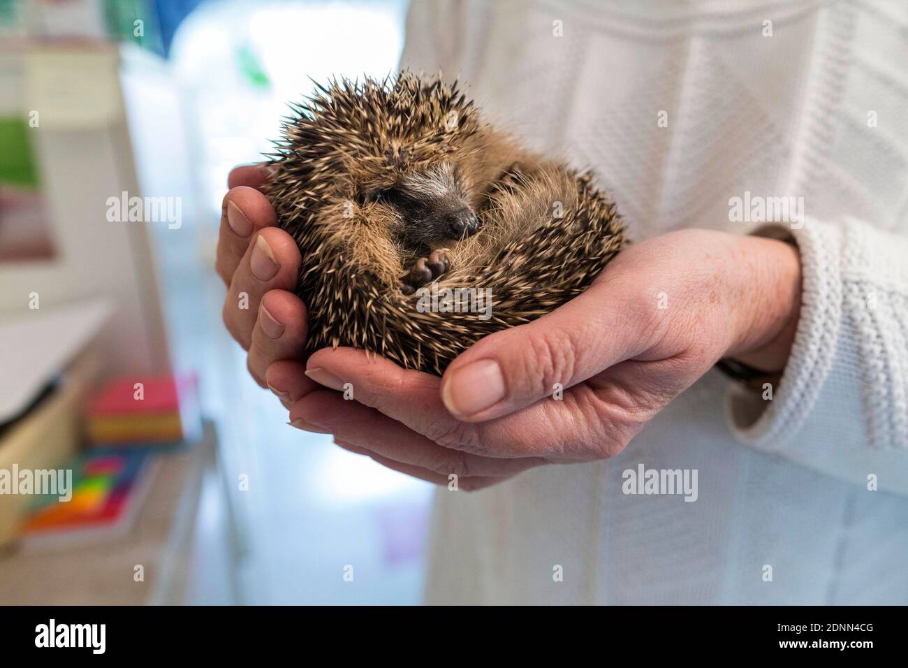 Hedgehog comune (Erinaceus europaeus). Bambino orfano in una stazione di soccorso. Germania Foto Stock