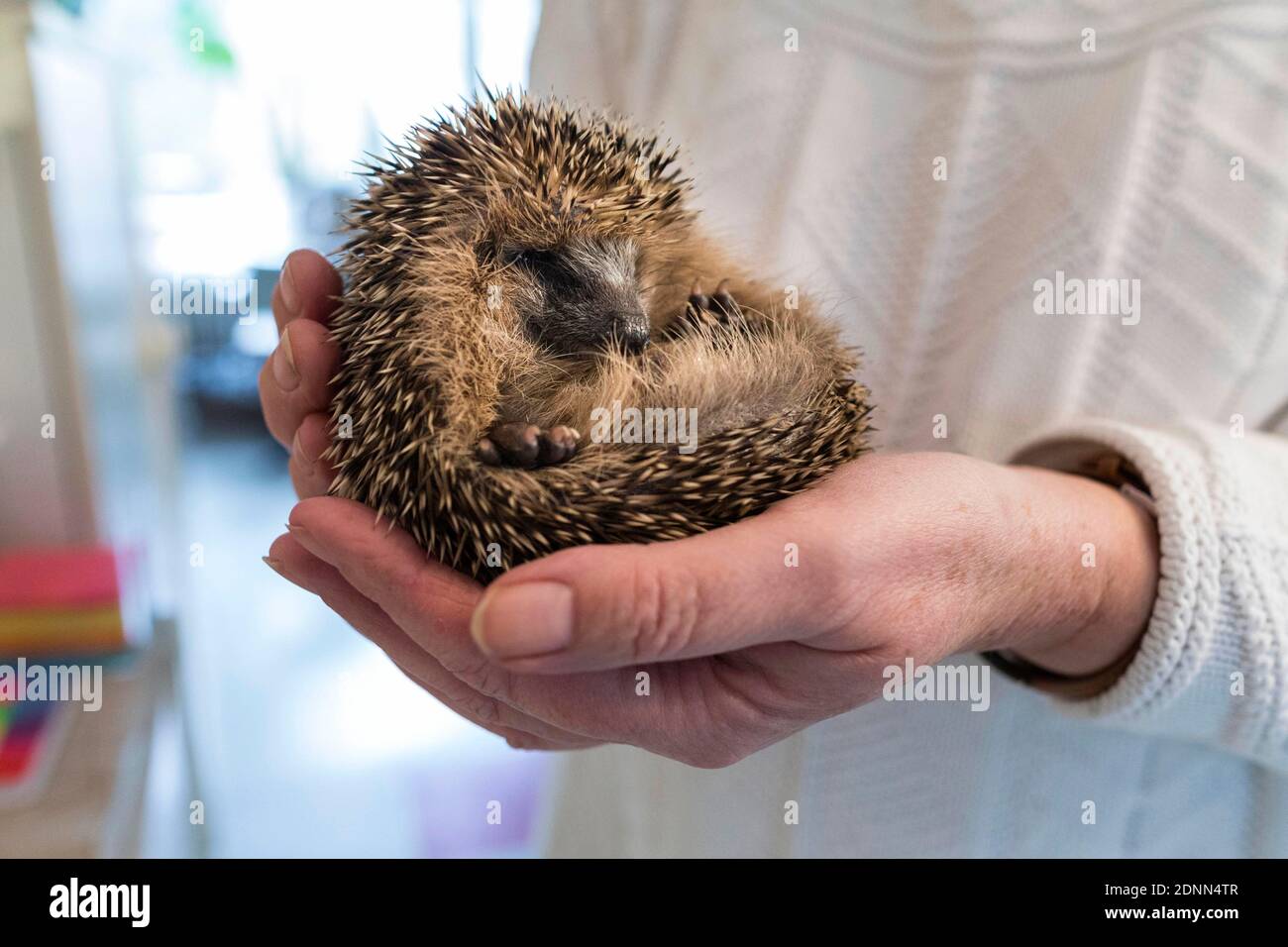 Hedgehog comune (Erinaceus europaeus). Bambino orfano in una stazione di soccorso. Germania Foto Stock