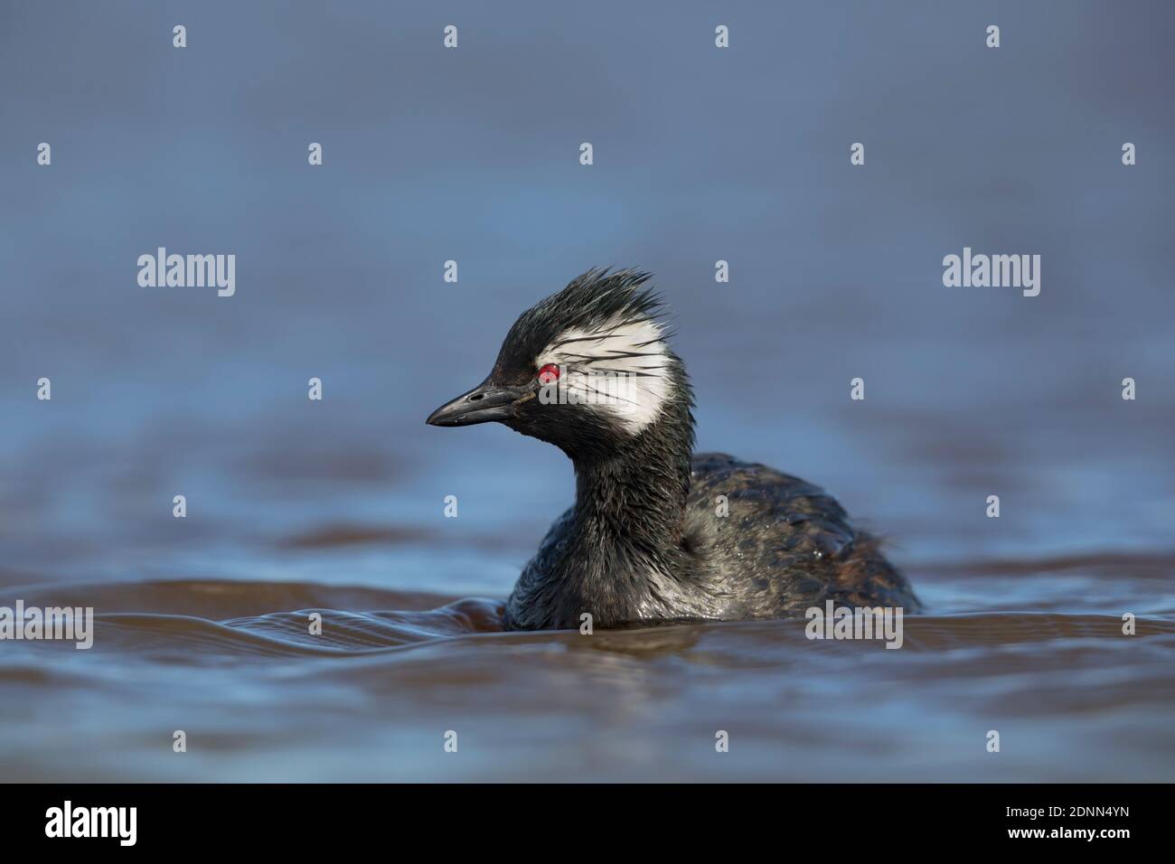 White-tufted grebe, Bleaker Island, Falkland, gennaio 2018 Foto Stock