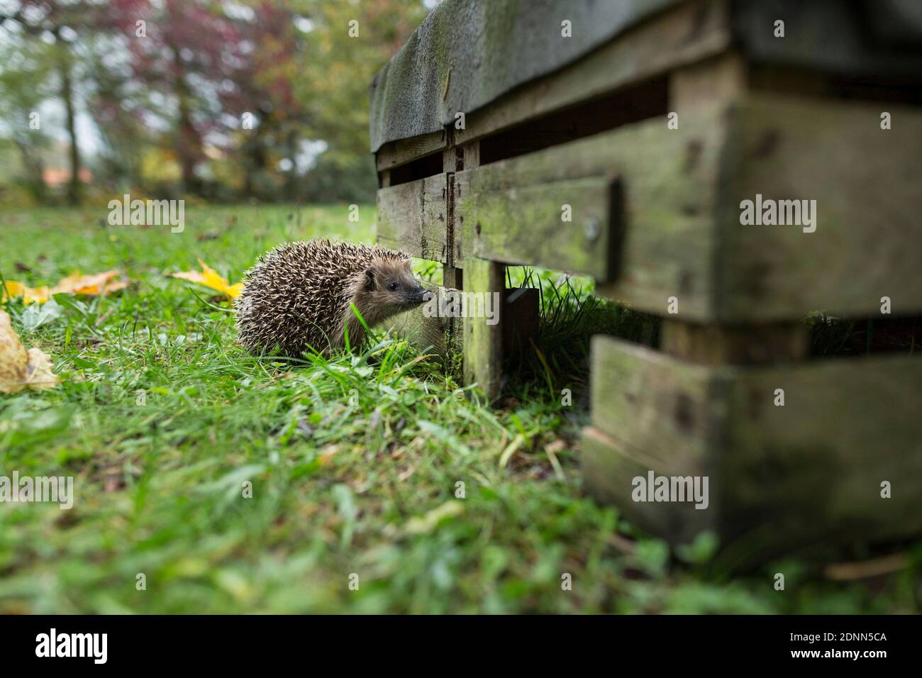 Hedgehog comune (Erinaceus europaeus) visita una casa hedgehog in un recinto esterno. Germania Foto Stock