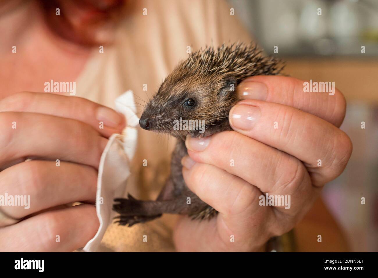 Hedgehog comune (Erinaceus europaeus). Il bambino orfano viene pulito con un asciugamano. Germania Foto Stock