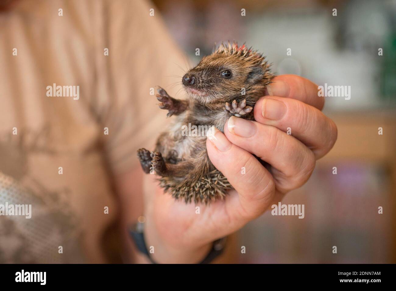 Hedgehog comune (Erinaceus europaeus). Bambino orfano in una stazione di soccorso. Germania Foto Stock