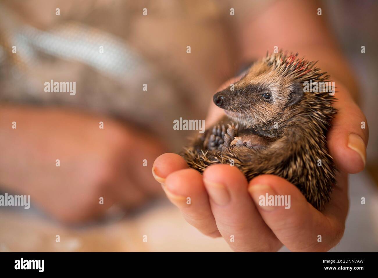 Hedgehog comune (Erinaceus europaeus). Bambino orfano in una stazione di soccorso. Germania Foto Stock