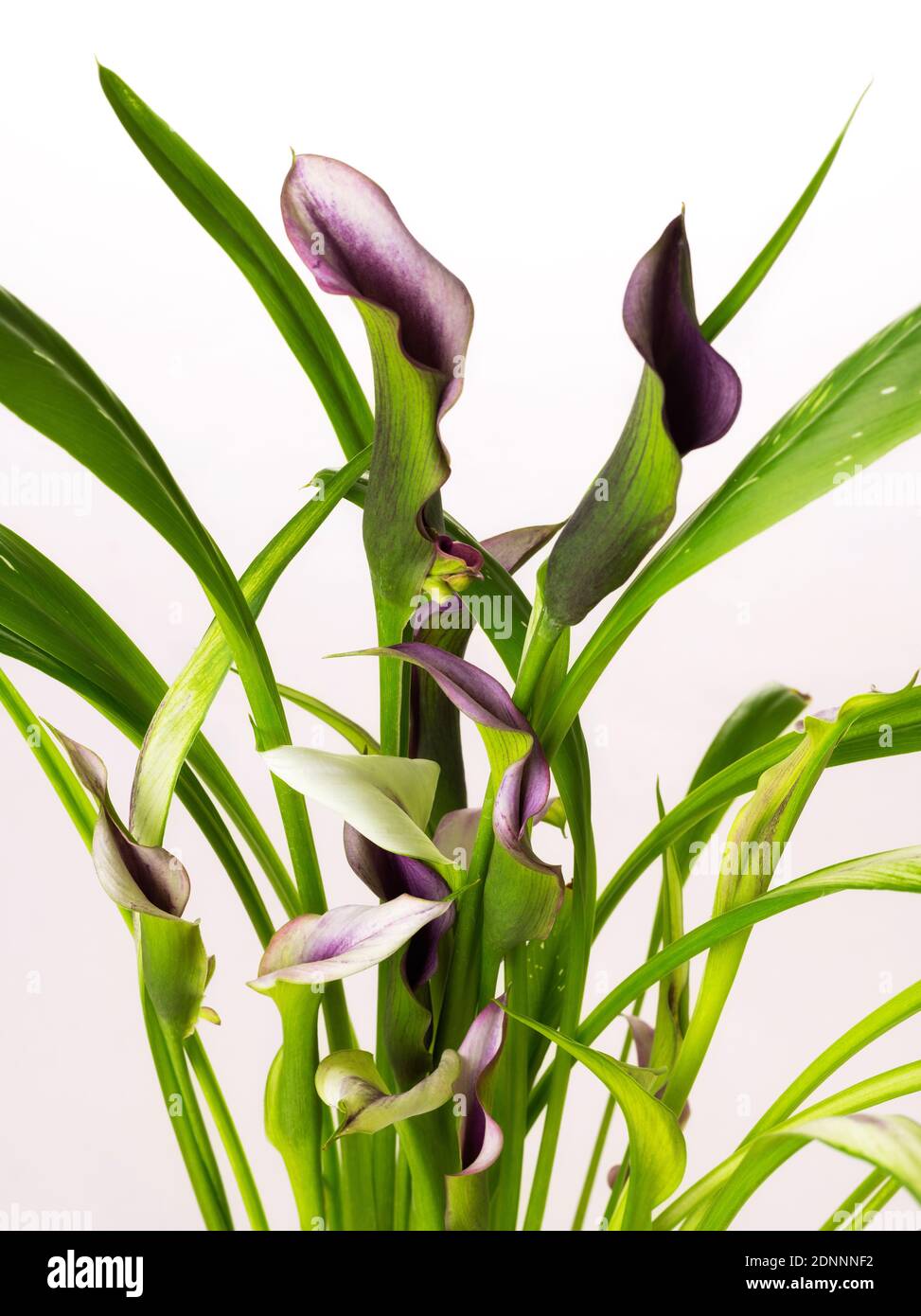 Bella grumo di Calla Lily viola e fiori rosa isolato su sfondo bianco buono per felice carta anno nuovo Foto Stock