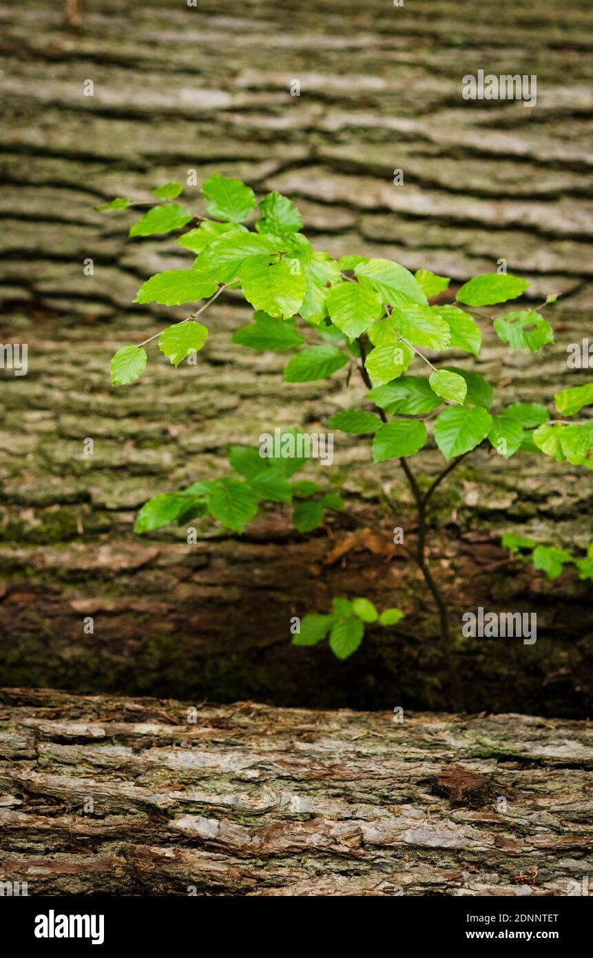 Foglie verdi su un ramo e tronchi di alberi abbattuto in una foresta nella campagna in Renania-Palatinato, Germania, Europa occidentale Foto Stock