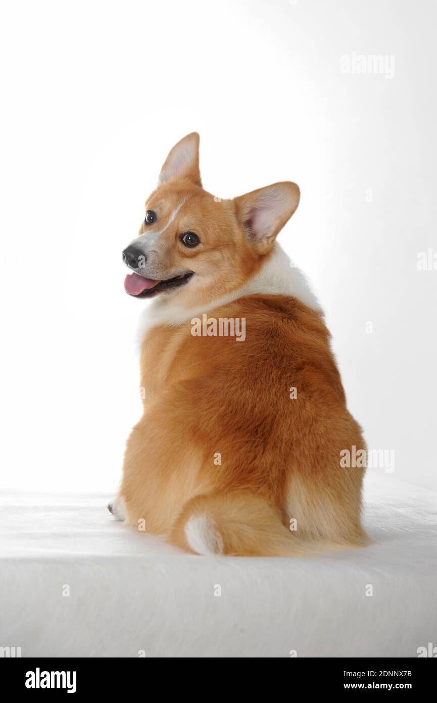 Pembroke Corgi gallesi Foto Stock