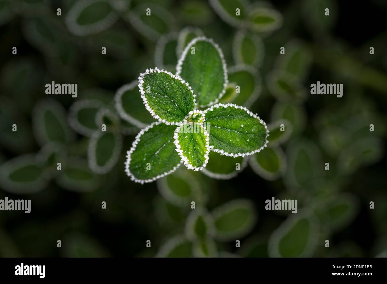 Le foglie di un cespuglio di ceanotus orlato di brina Foto Stock