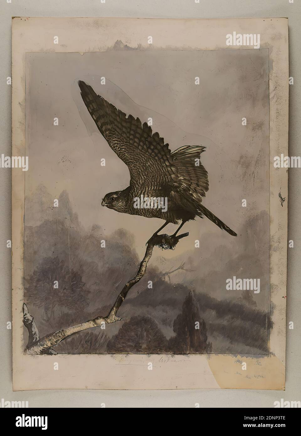 Hamann, sparrowwawk, carta in gelatina d'argento, processo positivo bianco e nero, dipinta, dimensioni immagine: Altezza: 41.00 cm; larghezza: 32.80 cm, fotografia animale, uccelli Foto Stock