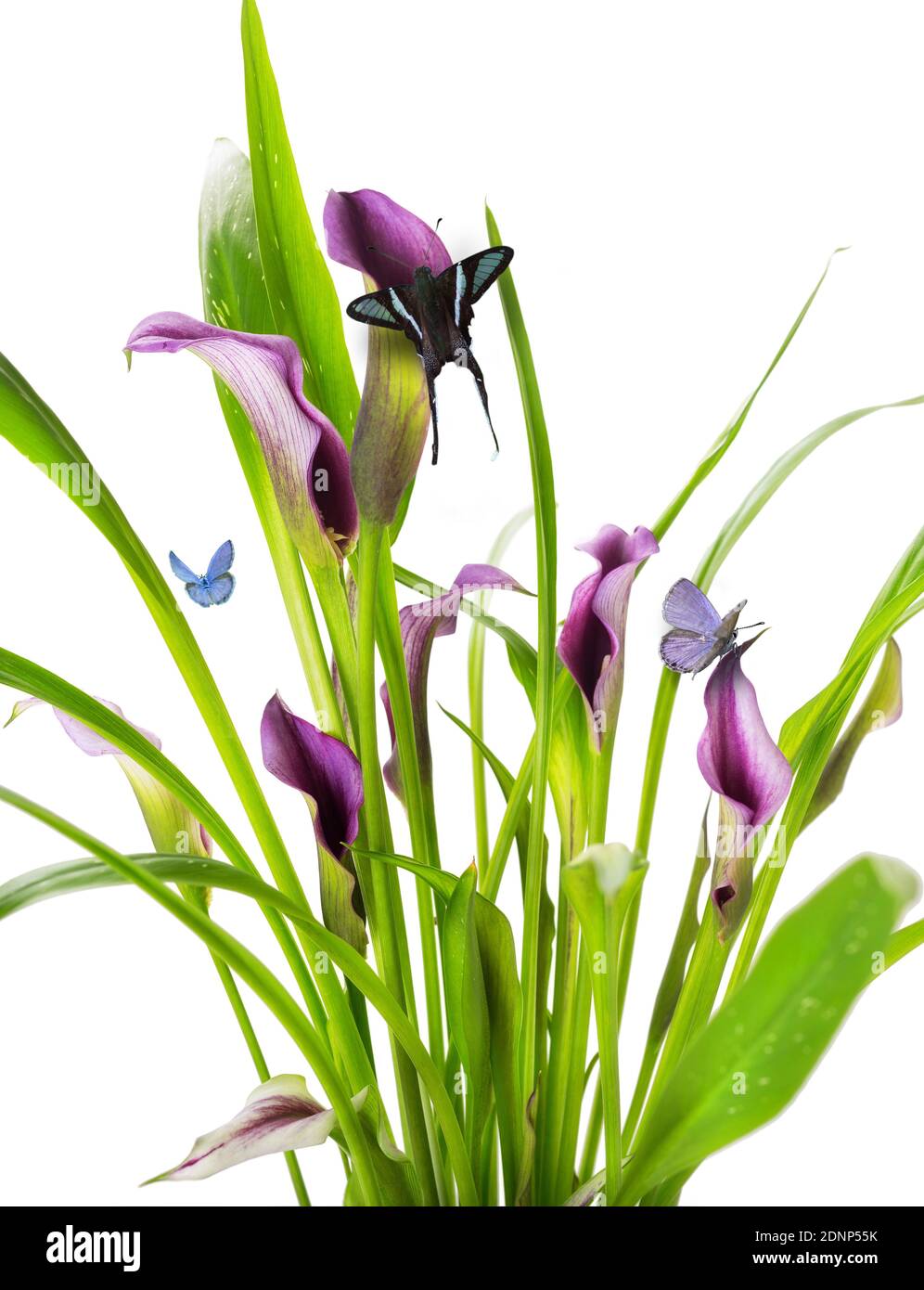 Bella grumo di Calla Lily viola e fiori rosa con gruppo blu farfalla ali vivace naturale contemporaneo design isolato sfondo bianco Foto Stock