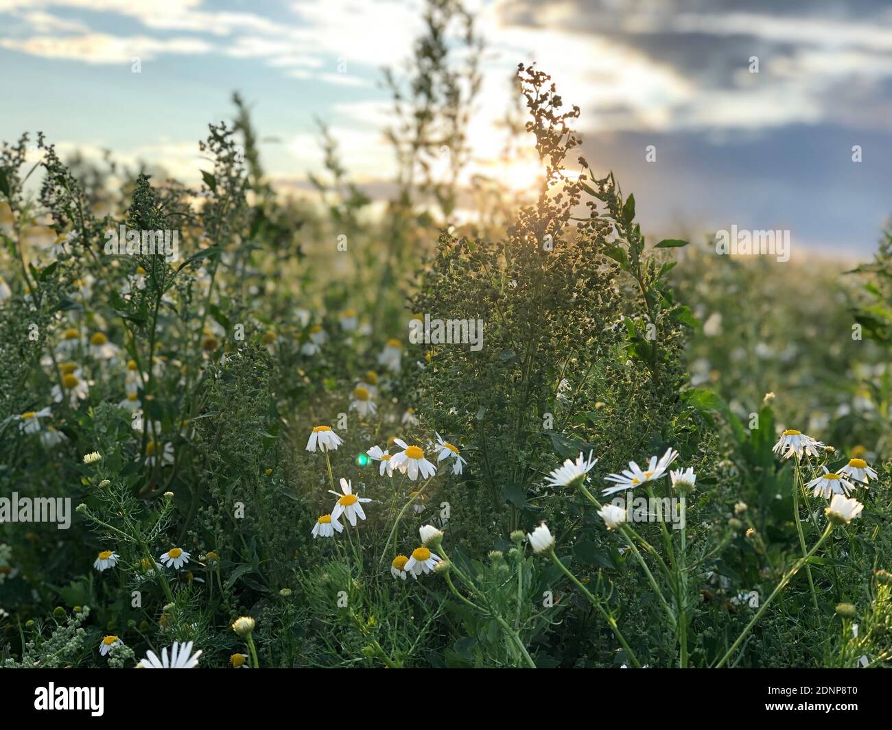 Close-up di bianco di piante fiorite sul campo Foto Stock
