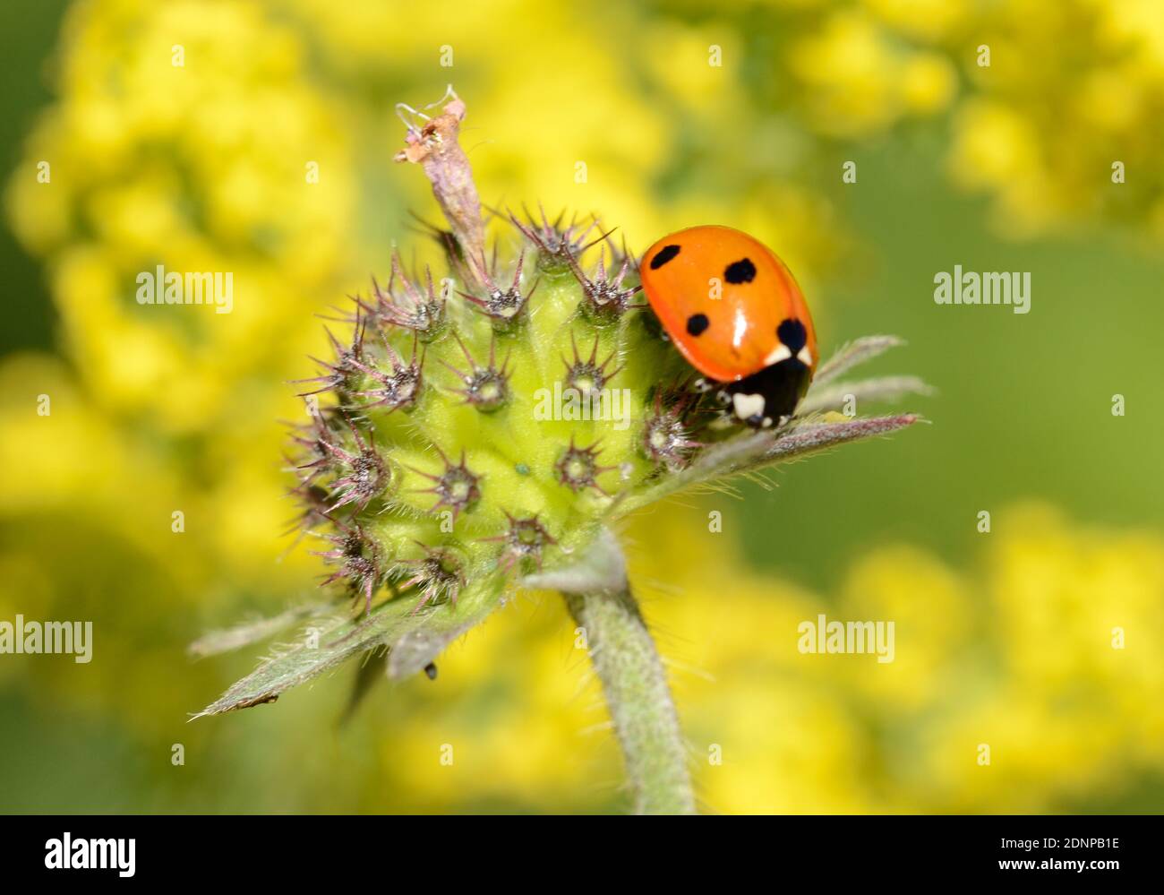 Sette-spot Ladybird aka sette-spotted ladybug, Coccinella septempunctata, contro sfondo di out of Focus Yellow Flowers Foto Stock
