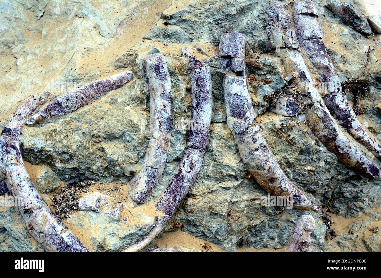 Fossilized Rib Cage & Bones di Sirenia mammiferi marini, antenati di Dugong o vacche di mare, Vallée des Sireniens, Castellane Alpes-de-Haute-Provence Francia Foto Stock