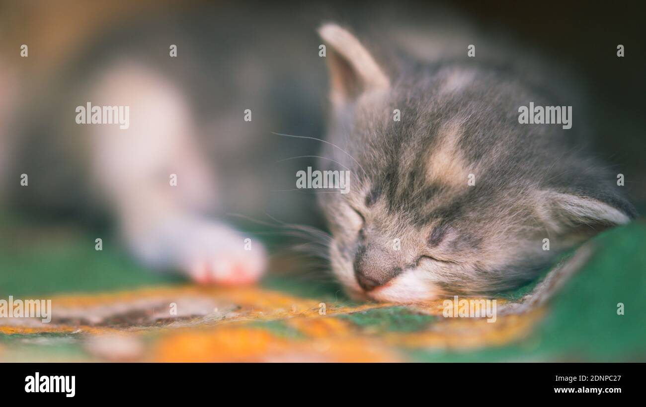 Bella cucciolo grigio neonato dormire. Sonno piccolo animale Foto Stock