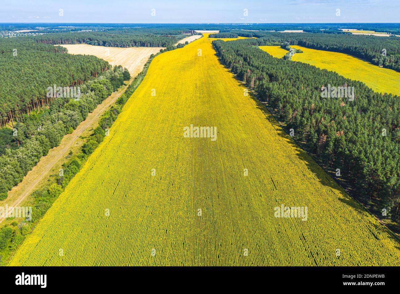 VOLO AEREO sopra il meraviglioso campo di grano giallo che oscilla nei girasoli su terreni agricoli di campagna. Piante di raccolto che oscillano in estate soleggiato giorno sotto il pino per Foto Stock