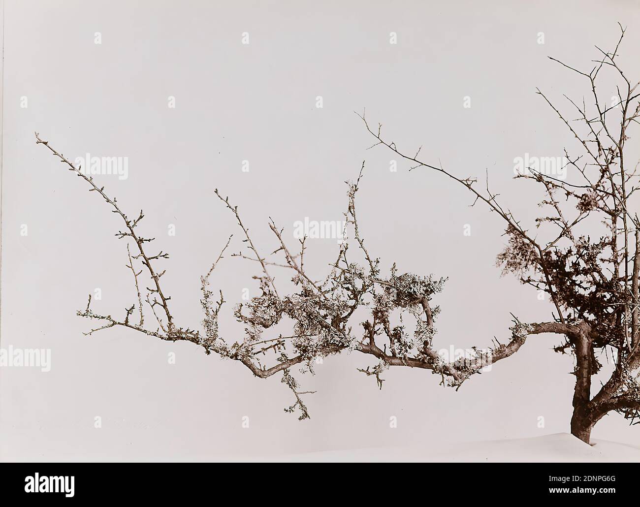 Wilhelm Weimar, Schleedornzweig adornato con lichene, carta da collodio, processo positivo in bianco e nero, totale: Altezza: 16.90 cm; larghezza: 23.30 cm, fotografia, piante, vegetazione Foto Stock