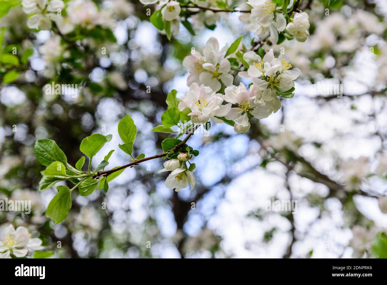 Fiori di pesca in primavera Foto Stock
