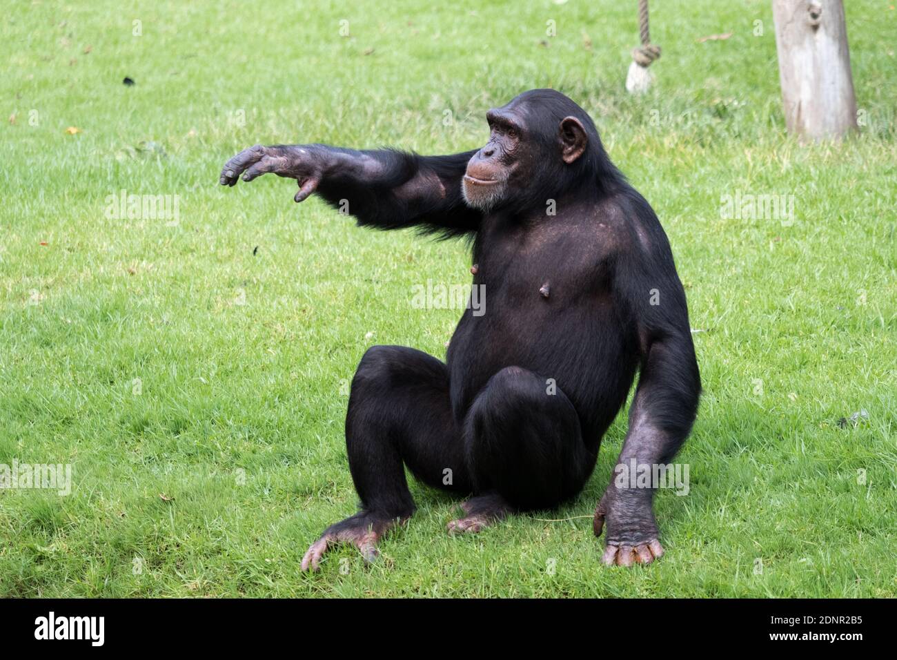 Scimpanzé seduto su Grass Foto stock - Alamy