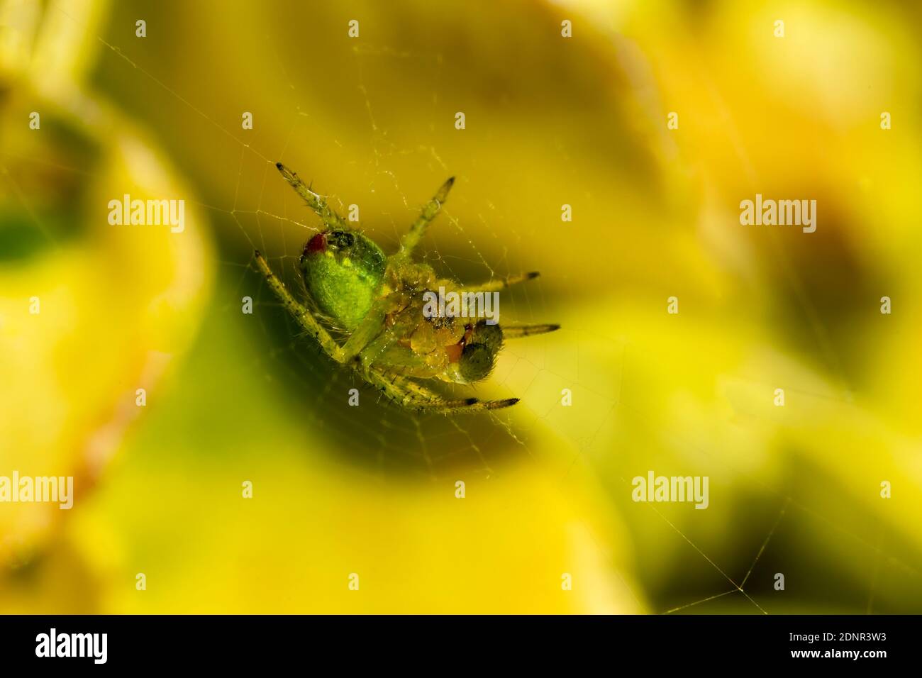 Un ragno verde di cetriolo giovane (araniella cucorbitina) in primavera che è un comune giardino verde orb ragno che cattura la sua preda di insetto costruendo un Foto Stock