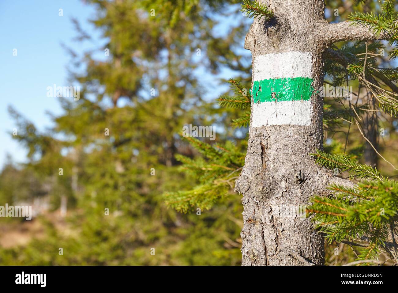 Sentiero verde escursionistico segno su un albero, fuoco selettivo, Karkonosze National Park, Polonia. Foto Stock