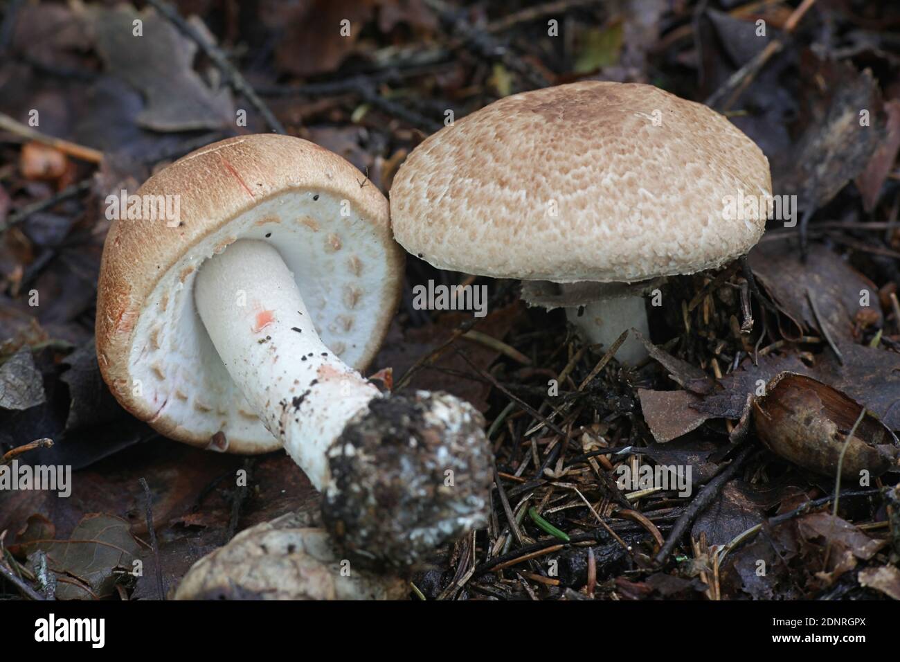 Agaricus langei, conosciuto come funghi Di legno Scaly, funghi selvatici dalla Finlandia Foto Stock