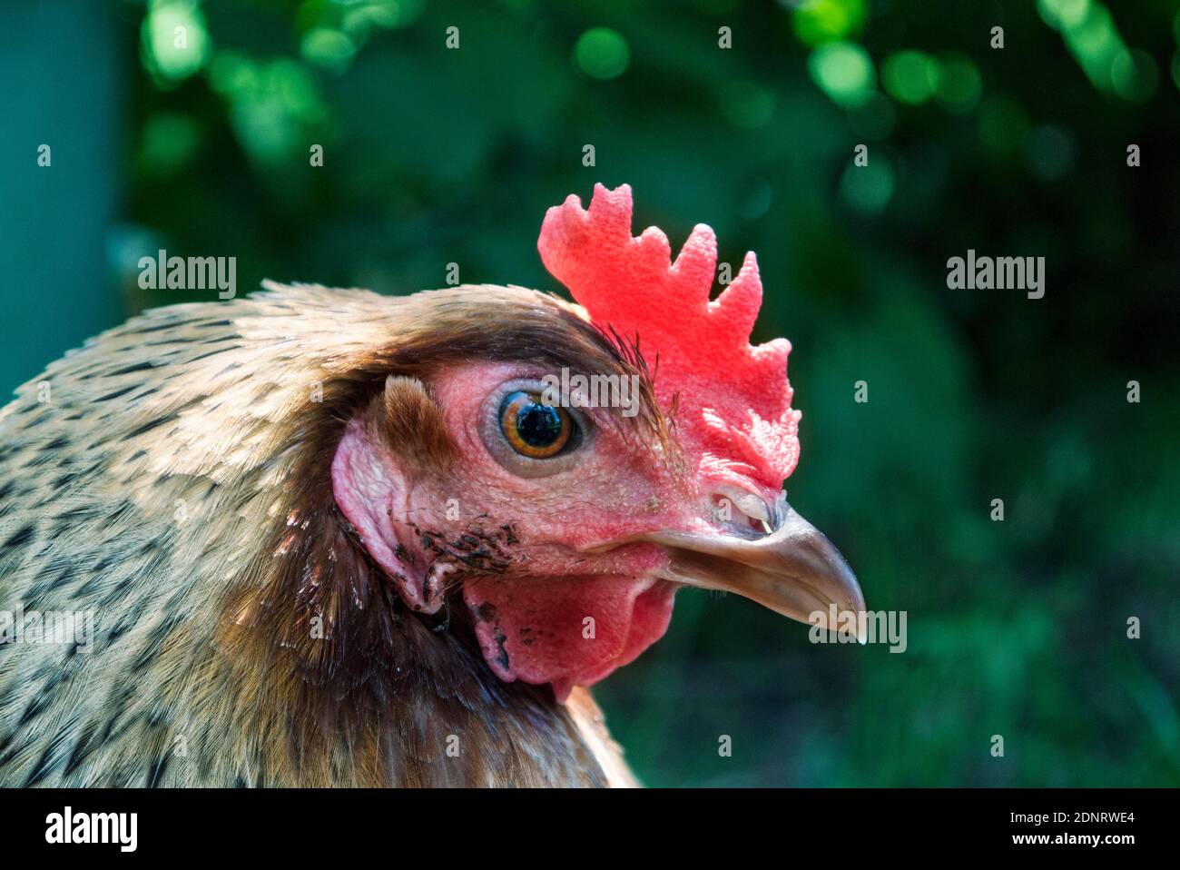 Primo piano ritratto di un pollo, Polonia Foto Stock