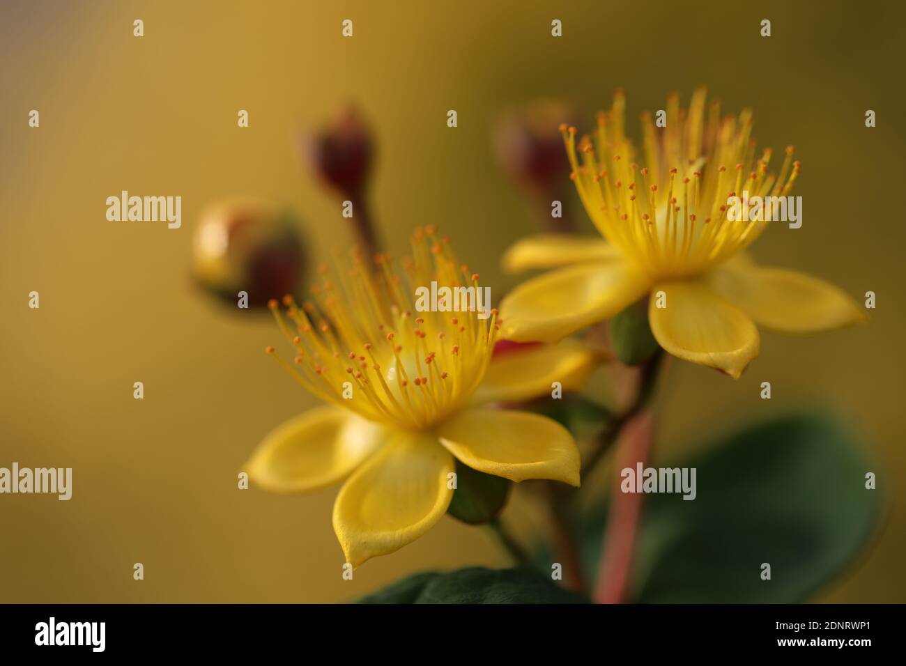 Primo piano dei fiori gialli Foto Stock