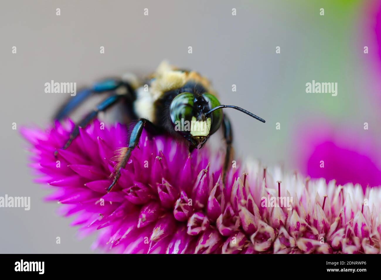 Bumble Bee su Fiore di Fuchsia Foto Stock