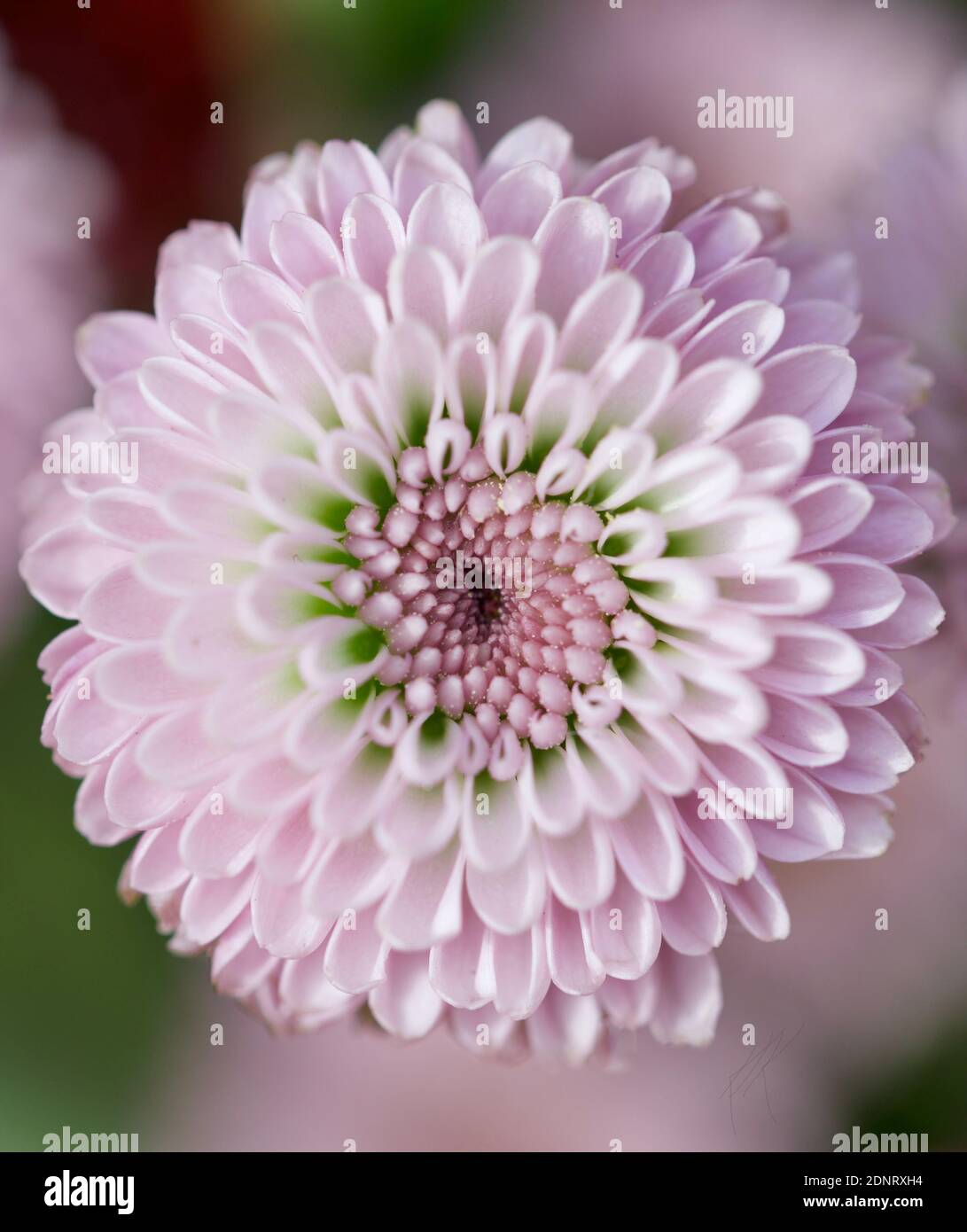 Primo piano di Pink Dahlia Flower Foto Stock