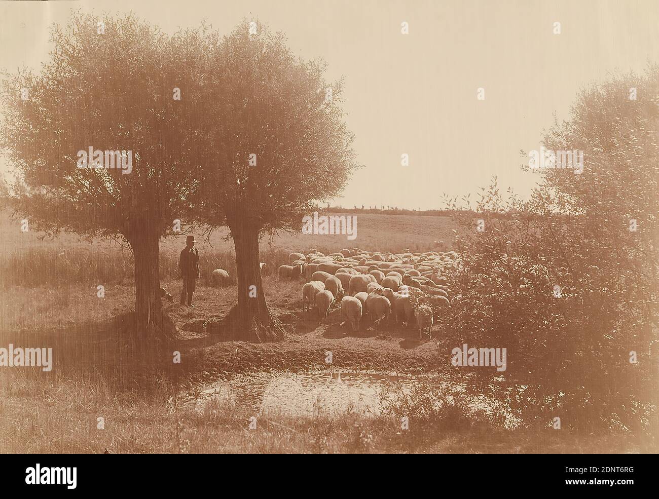 Anton Bruhn, gregge di pecore ad Hansdorf (pastore Martin, guardiano notturno), carta albumina, processo positivo bianco e nero, dimensioni immagine: Altezza: 15.5 cm; larghezza: 22.5 cm, inscritto: verso sul cartone: Centro in piombo: Gregge di pecore ad Hansdorf (pastore Martin, guardiano notturno), u. l. E. Stoltenberg, etichetta: Titolo e foto di Bruhn, fotografia artistica, fotografia paesaggistica, fotografia di reportistica, natura, paesaggi (zona temperata), bestiame da pastore, pecore, alberi, cespugli, uomo Foto Stock