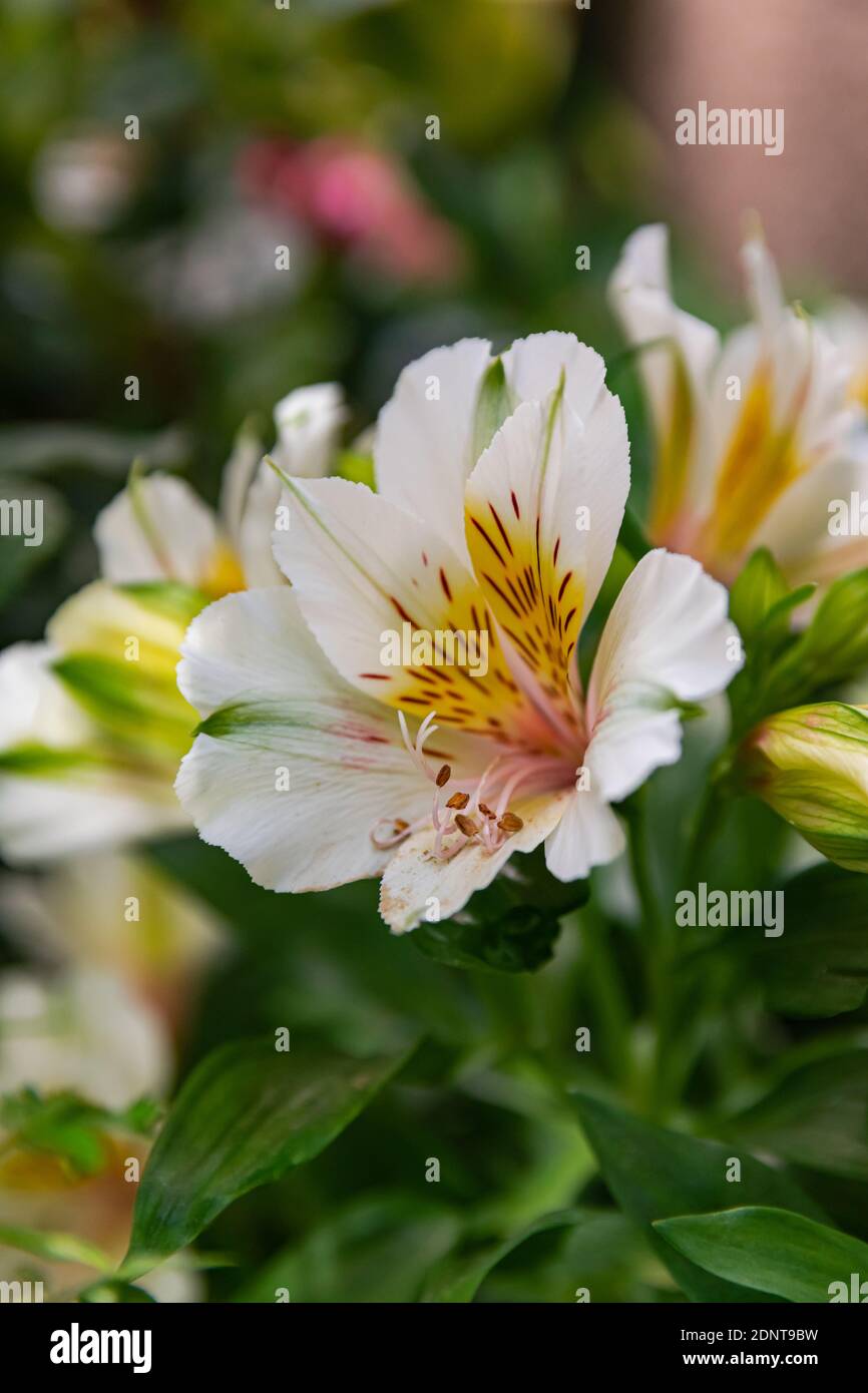Giglio peruviano bianco, (alstroemeria), fiorente con sfondo verde di vegetazione Foto Stock