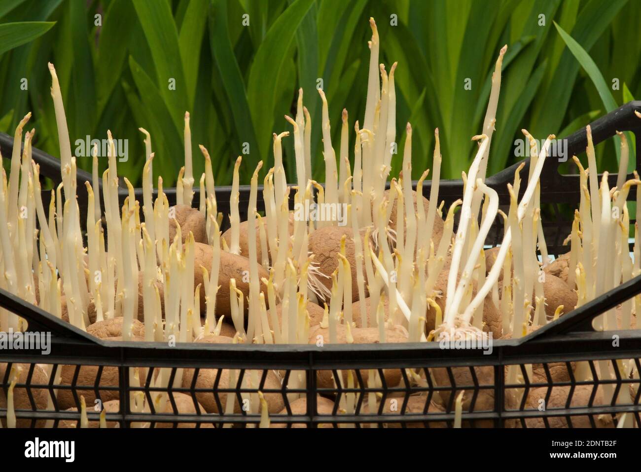 Semi germinati di patate in una scatola. Patate con germogli pronti per piantare Foto Stock