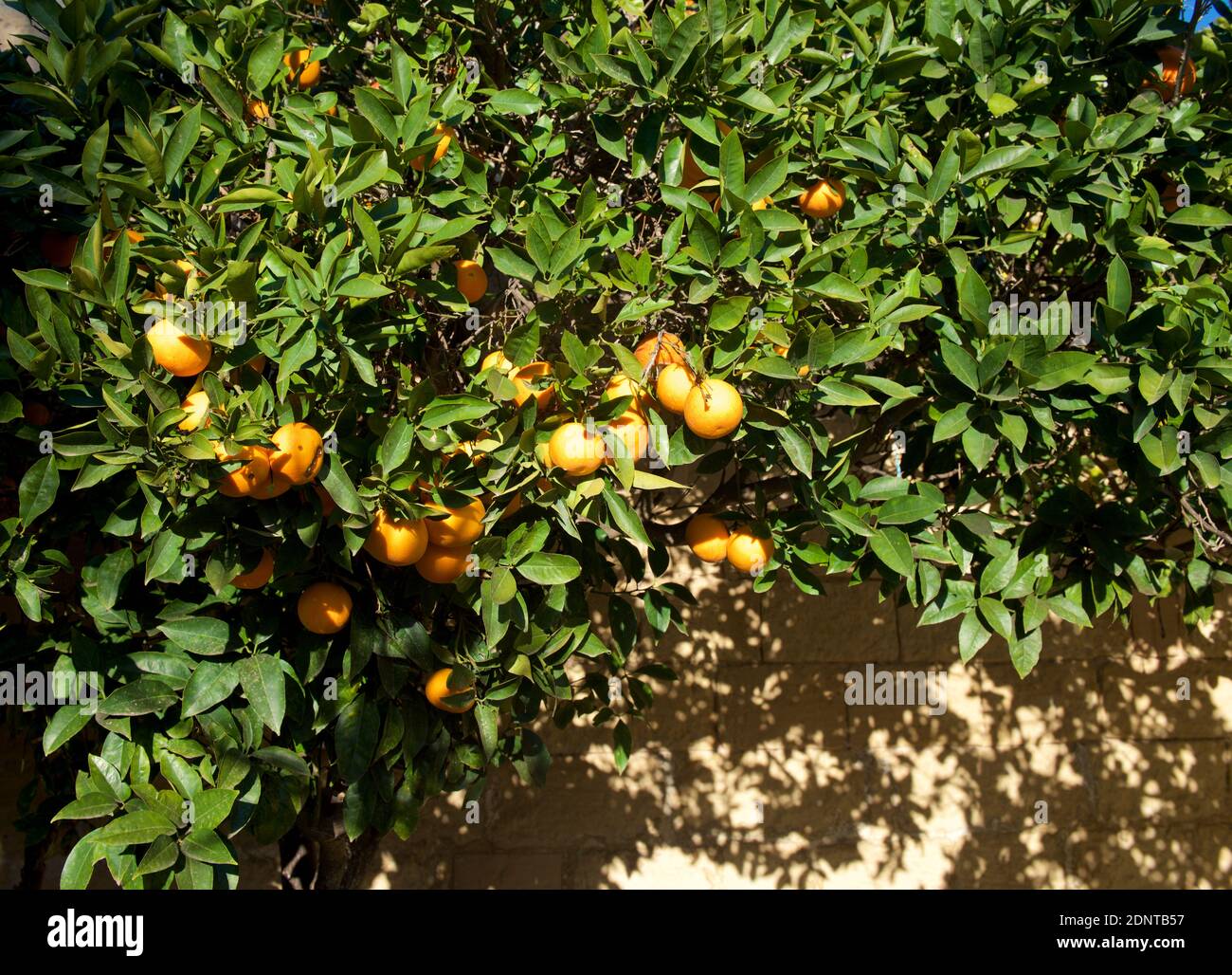 Primo piano di arance che crescono su alberi in un giardino, Malta Foto Stock