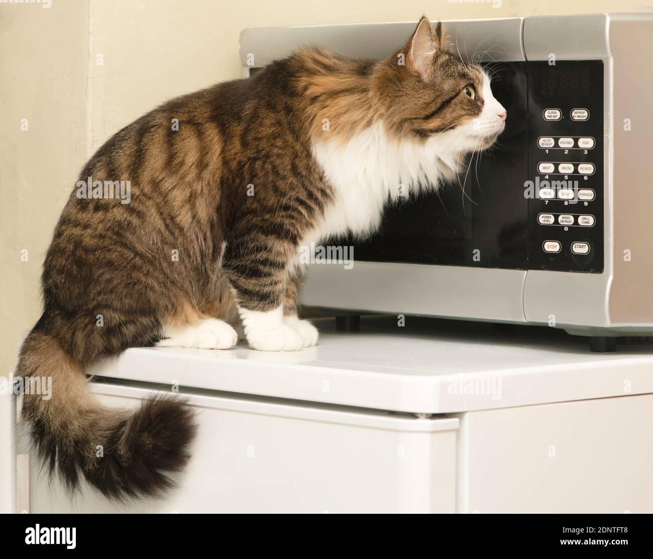 Ritratto di un gatto soffice guardando un forno a microonde in cucina Foto  stock - Alamy
