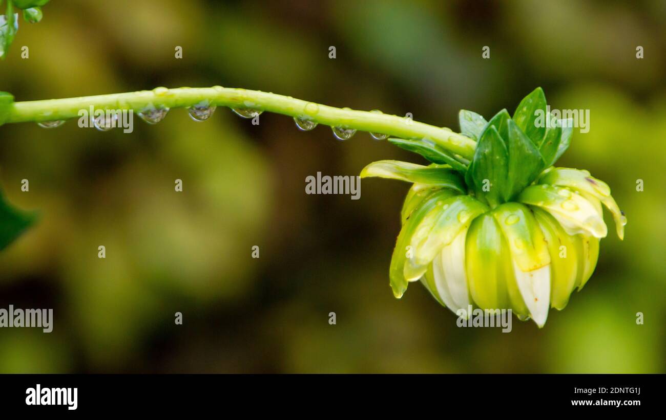 Gocce su un fiore Foto Stock