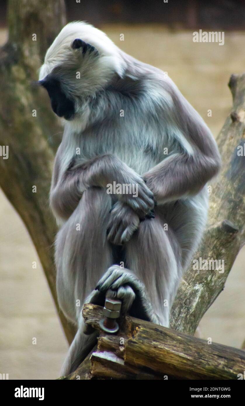 Scimmia grigia alla ricerca di qualcosa Foto Stock