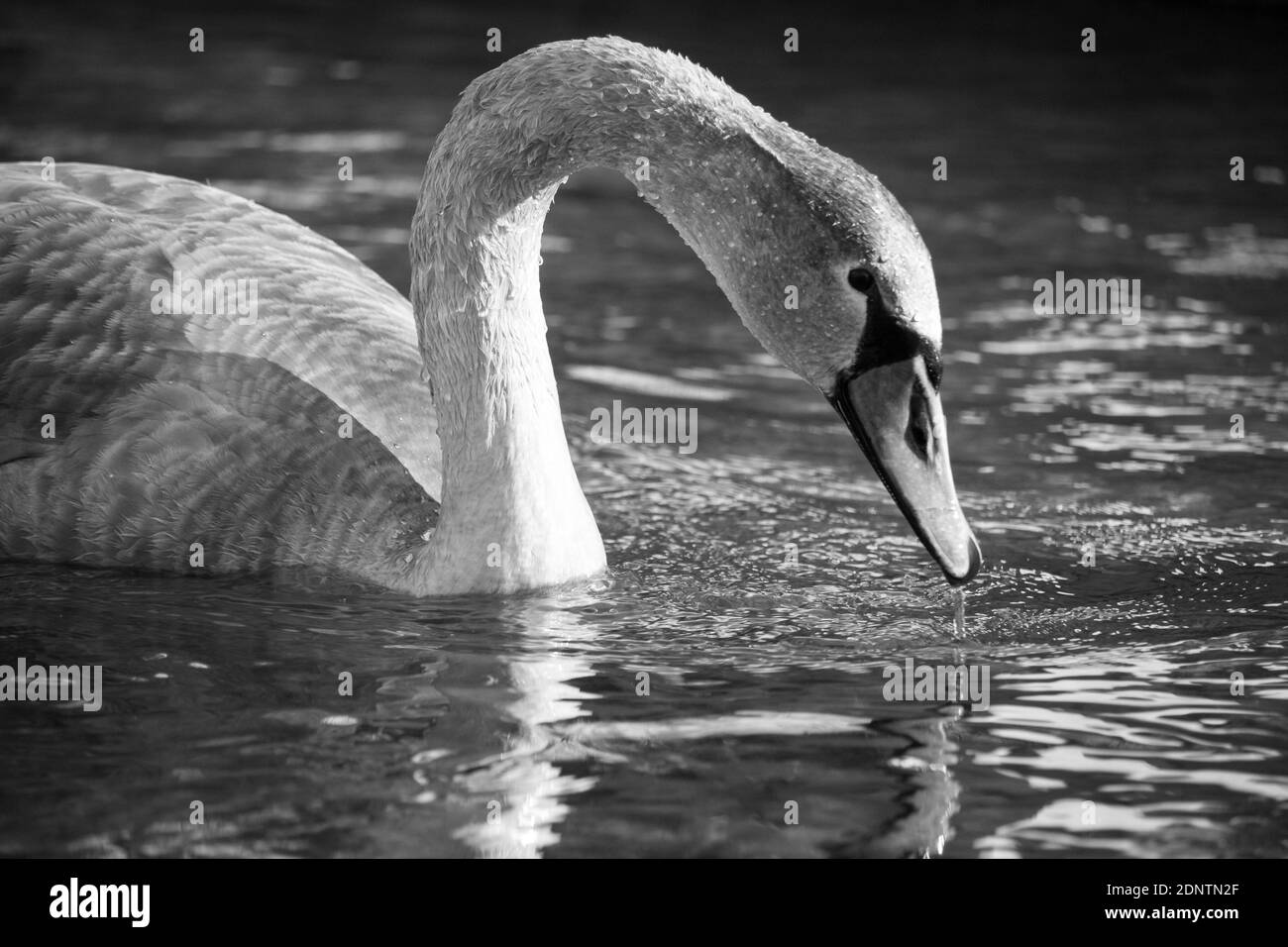 Swan primo piano bianco e nero, gocce d'acqua dal becco, il sole splende Foto Stock