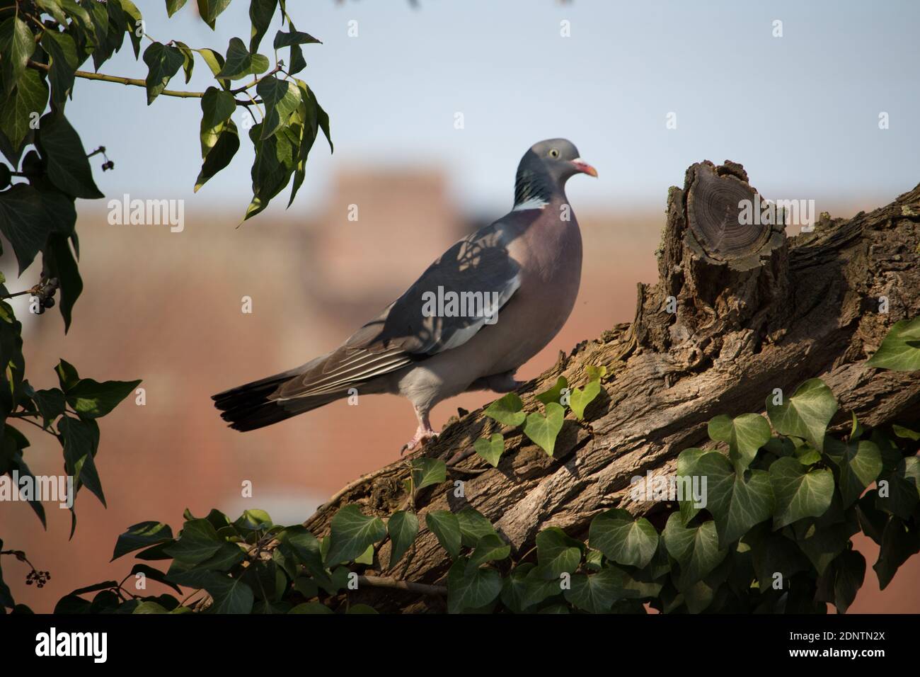 Columbidae su un albero Foto Stock