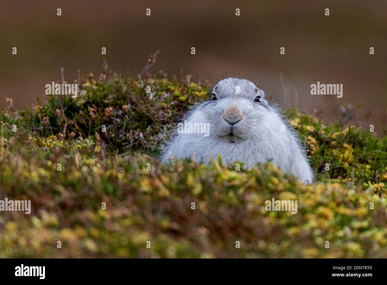 Lepre di montagna (lepus timidus), Pelage invernale, nessuna neve Foto Stock