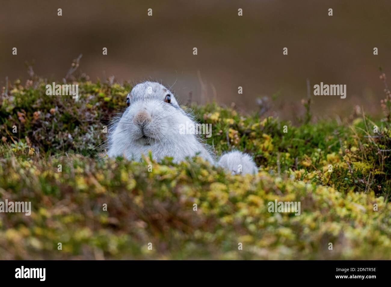 Lepre di montagna (lepus timidus), Pelage invernale, nessuna neve Foto Stock