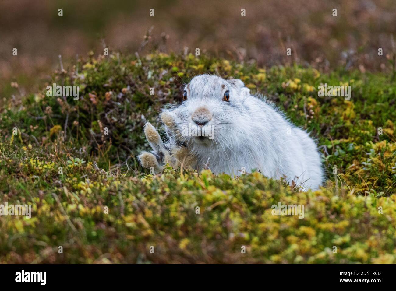 Lepre di montagna (lepus timidus), Pelage invernale, nessuna neve Foto Stock