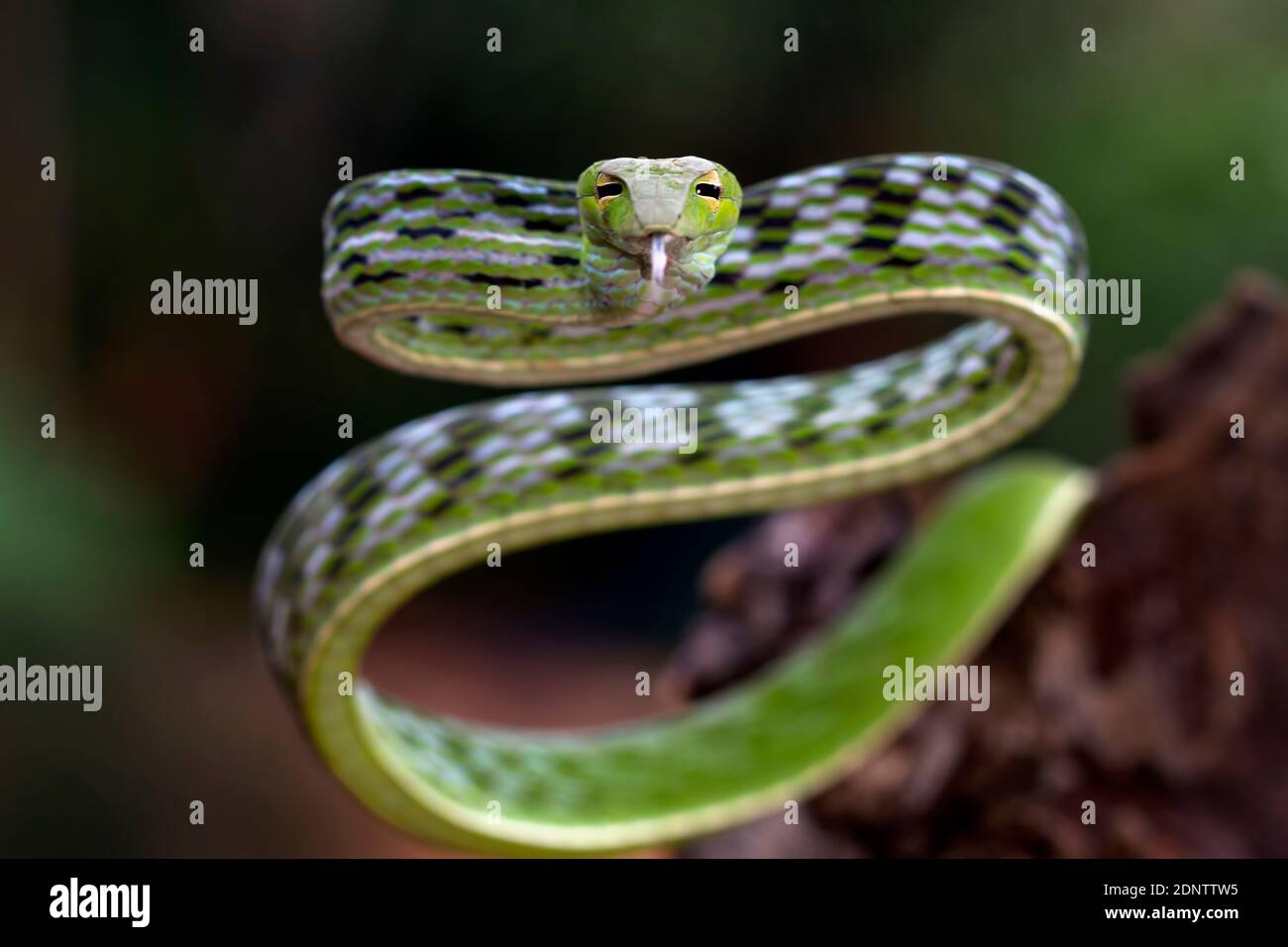 Primo piano di un serpente di vite asiatico su un ramo, Indonesia Foto Stock