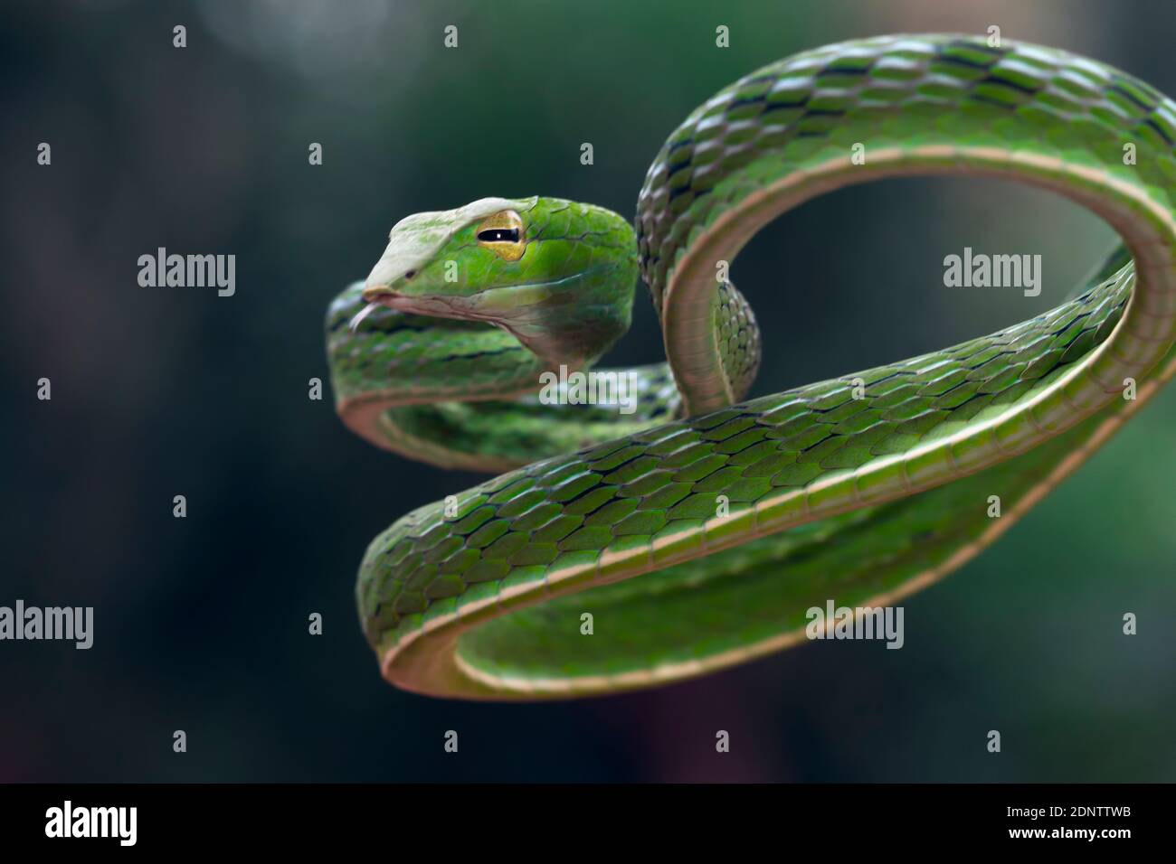 Primo piano di un serpente di vite asiatico su un ramo, Indonesia Foto Stock