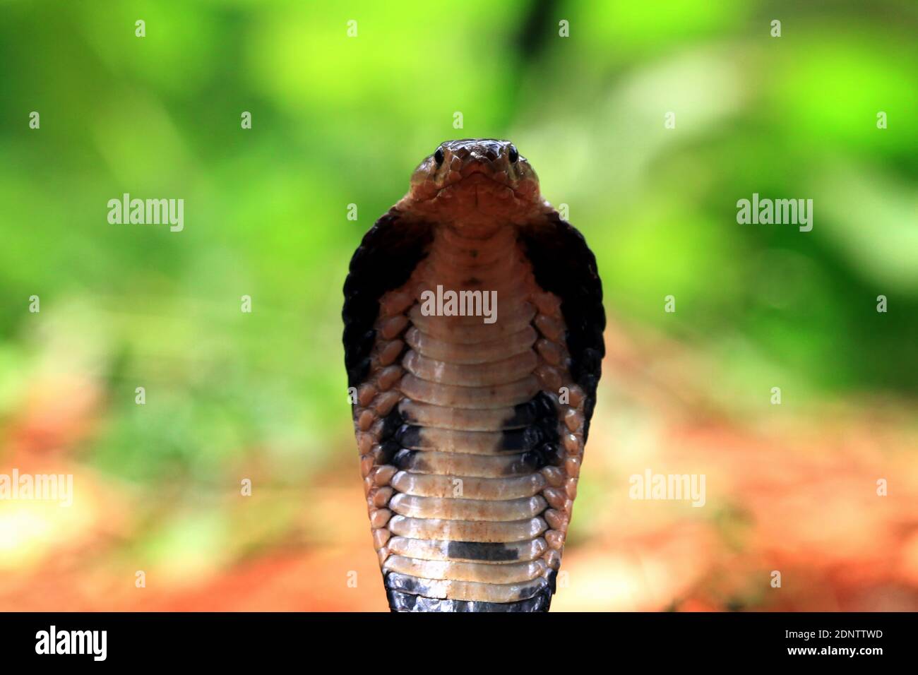 Primo piano di una cobra giavanese pronta a sciopero, Indonesia Foto Stock