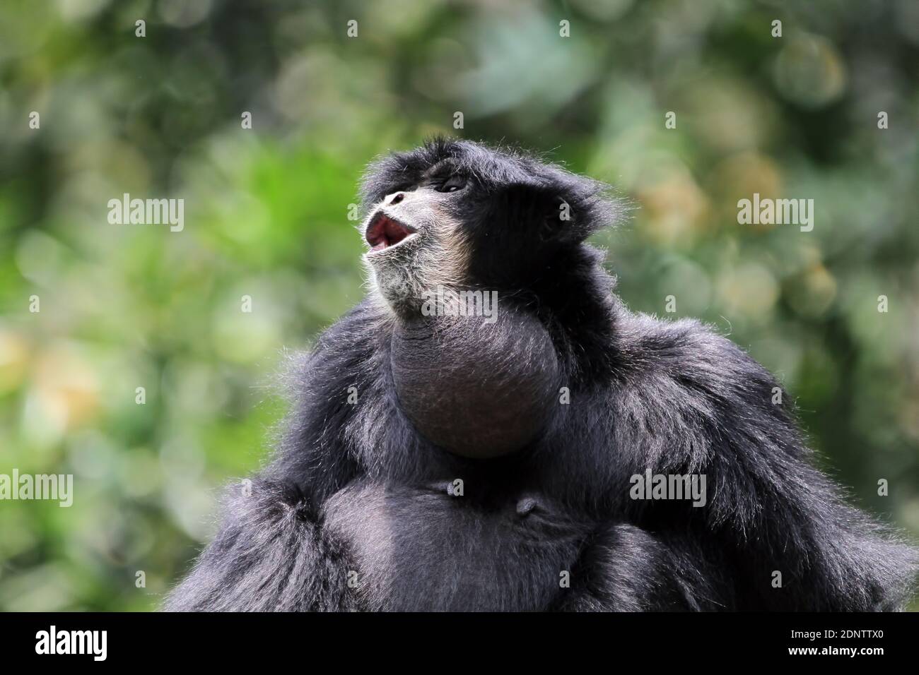 Ritratto di un gibbone siamang che fa rumore, Indonesia Foto Stock