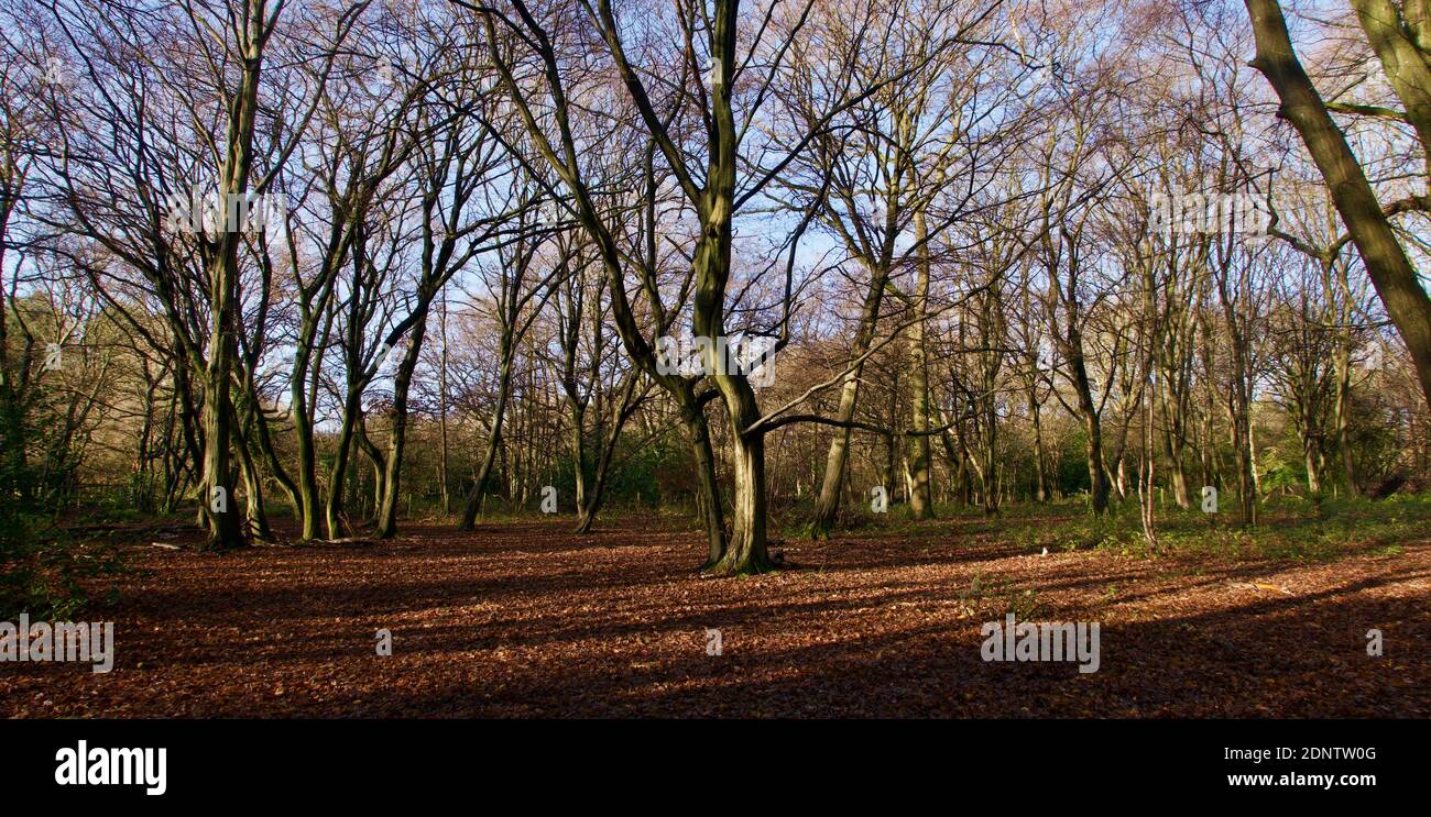 Scenario inglese di boschi su luminoso cielo azzurro giorno in autunno Foto Stock