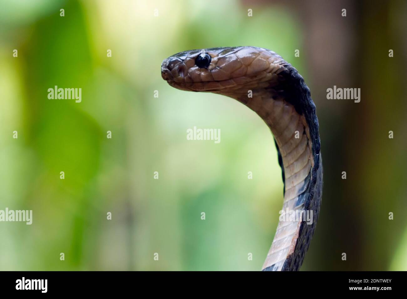Primo piano di una cobra giavanese in allevamento, Indonesia Foto Stock