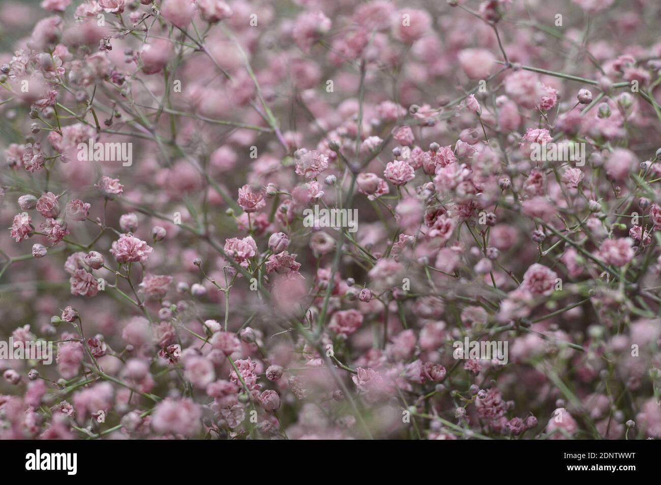 I fiori sono visti al Rungis International Market, a sud di Parigi, il 18 dicembre 2020. Foto di ELIOT BLONDT/ABACAPRESS.COM Foto Stock