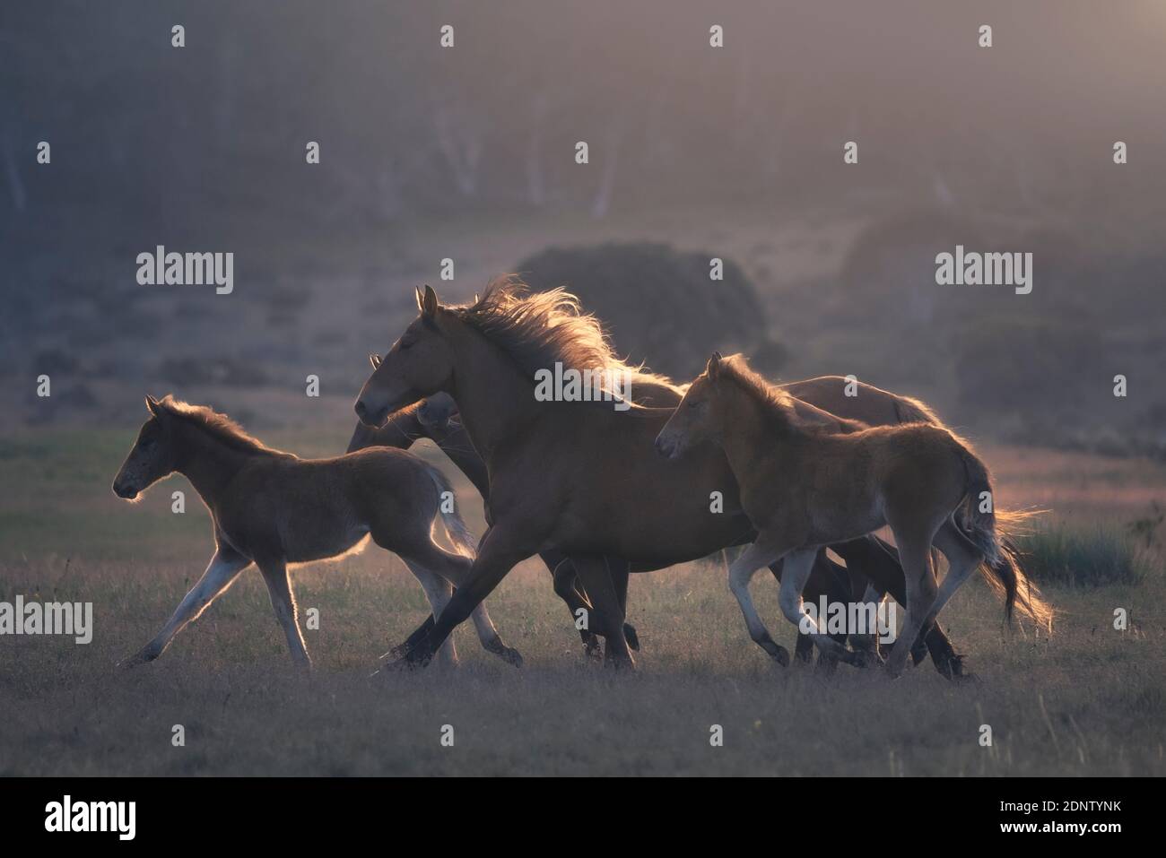 Una mandria di cavalli selvatici che corre attraverso pascoli alpini, Australia Foto Stock
