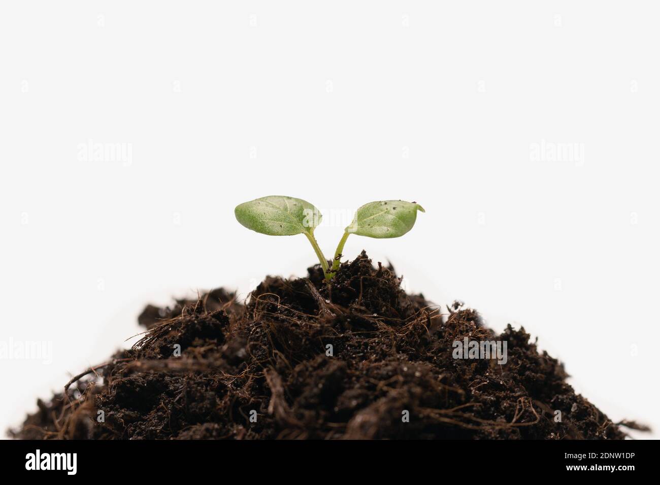 Pianta verde giovane che cresce in terreno fertile. Nuova vita crescita ecologia business. Giorno della Terra. Messa a fuoco selettiva Foto Stock