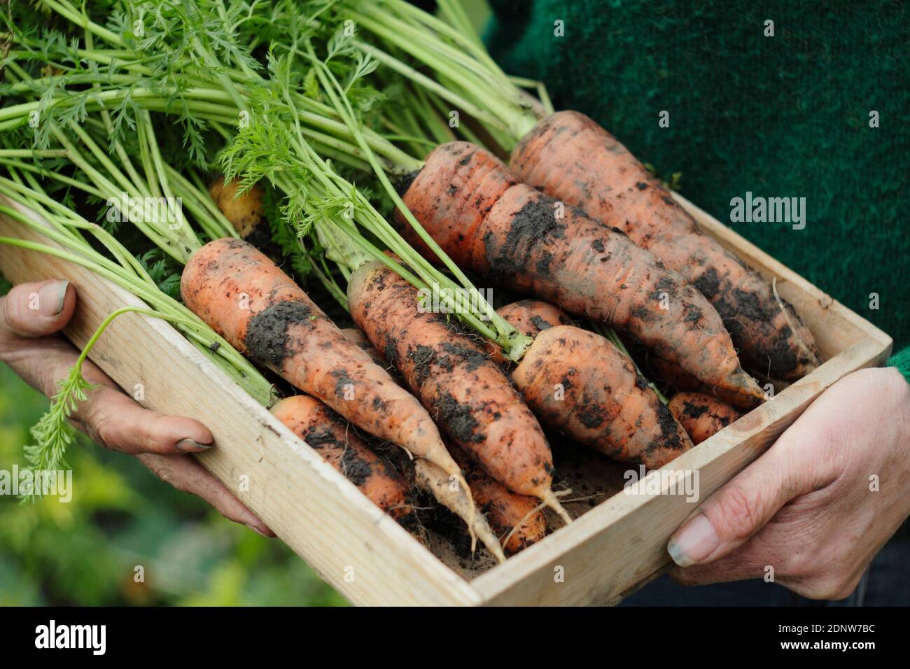 Daucus carota "Re d'autunno". Carote di Re d'autunno appena sollevate presentate dal coltivatore in una trama di verdure del giardino posteriore. REGNO UNITO Foto Stock